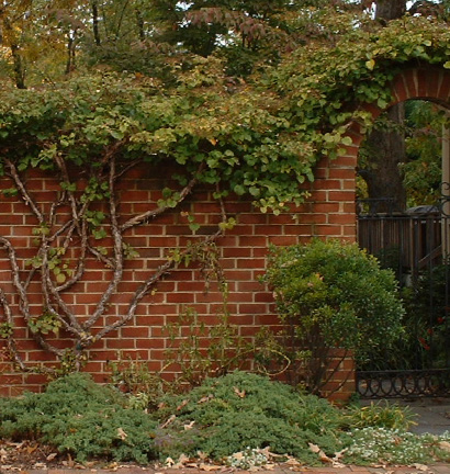 photo of brick wall with a garden wall growing up the side