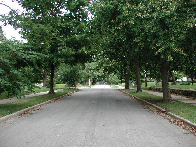 photo of tree lined street