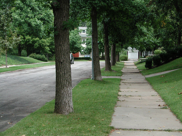 photo of a Tree Lawn street