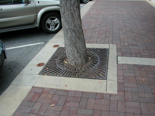 photo of a tree well 