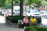 photo of a street tree correctly located with a tree planter along a curb