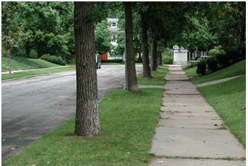 photo of street trees correctly located in a tree lawn between the curb and sidewalk