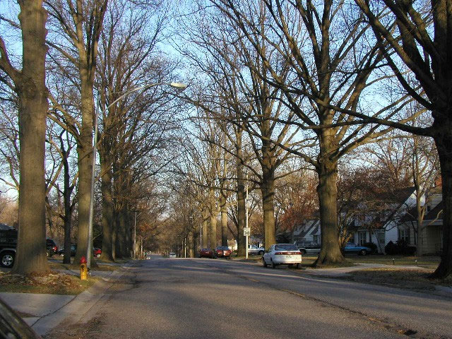 photo of street trees correctly located along the curb with no sidewalk