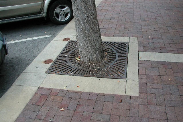 photo of a street tree correctly located in a tree well along a curb