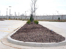 Photo of a landscaped median with trees and shrubs between parking blocks