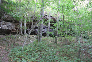 Photo of wooded open space