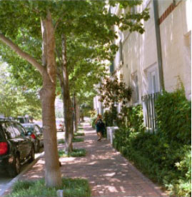photo of a treed lined street on a General Urban street 