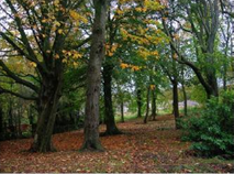 Photo of Significant treed landscape