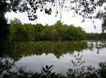 Photo of Significant Wetlands landscape