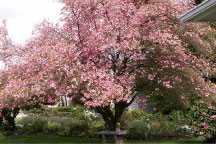 photo of a flowering tree