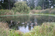 photo of a water feature